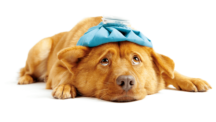 Trauriger Welpe liegt auf dem Bauch