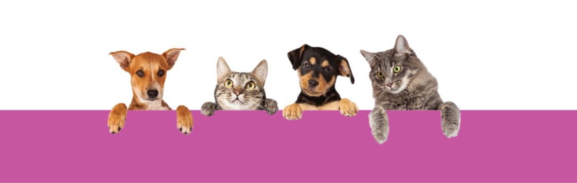 Info - Mobiler Tierarzt Dulovic